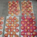 Fresh FUJI Apple New Crop